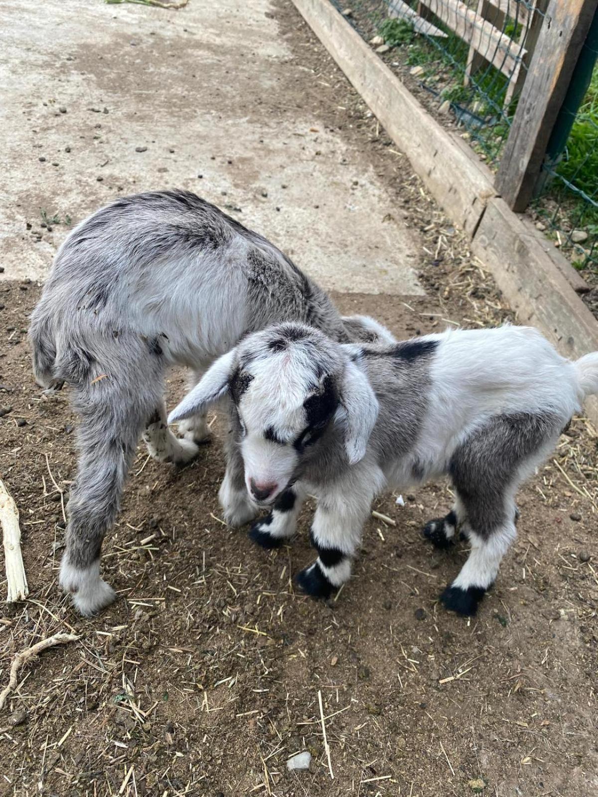 Agriturismo A Ca Du Cappellan Villa Империа Екстериор снимка